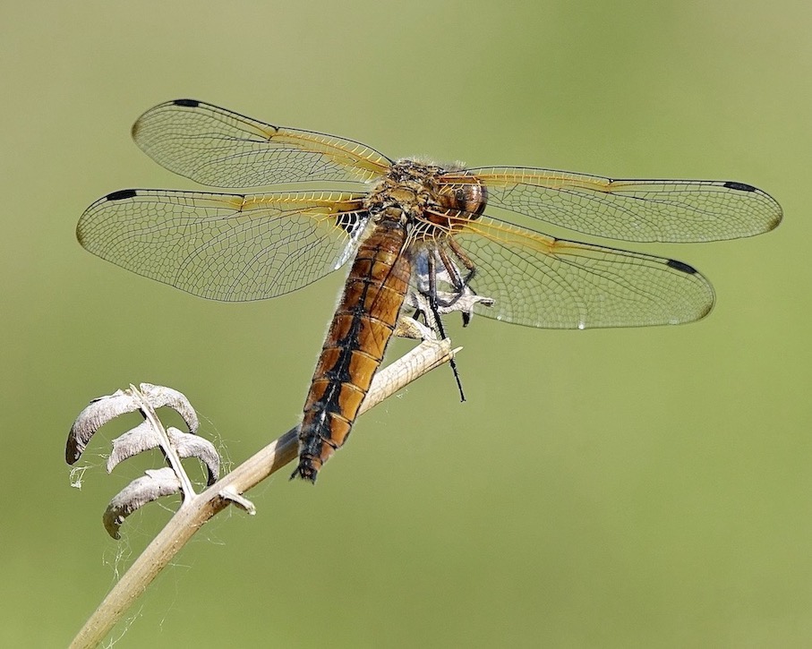 scarce chaser